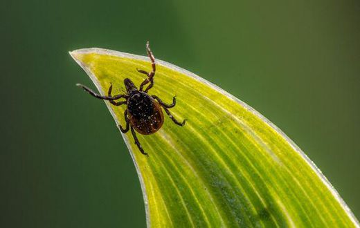 6 Pictures To Help You Identify A Tick Bite