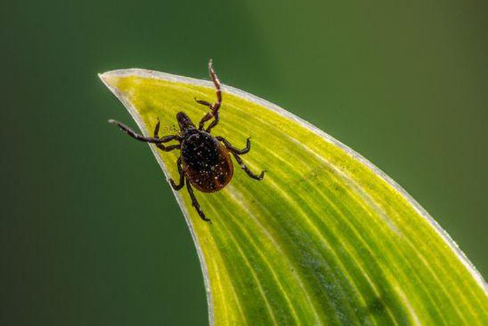 6 Pictures To Help You Identify A Tick Bite