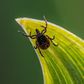 6 Pictures To Help You Identify A Tick Bite
