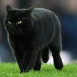 A black cat delays play during the Everton v Wolves game at Goodison Park