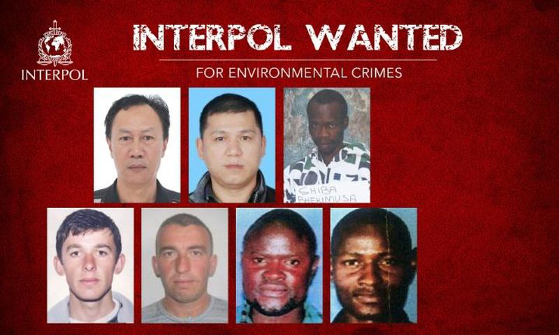 A picture released by Interpol shows the seven individuals wanted for alleged environmental crimes
