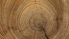 The tales in the tree rings