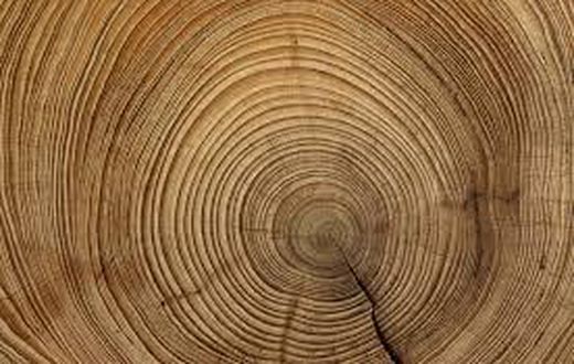 The tales in the tree rings