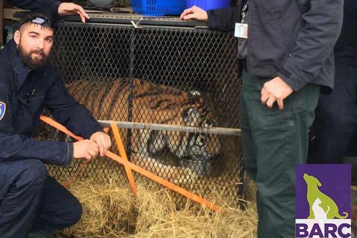 This Person Found a Tiger in an Abandoned Home