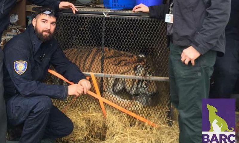 This Person Found a Tiger in an Abandoned Home