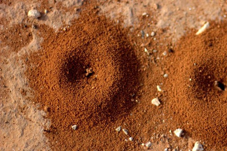 Dr. Pimple Popper Tackles Giant Comedones