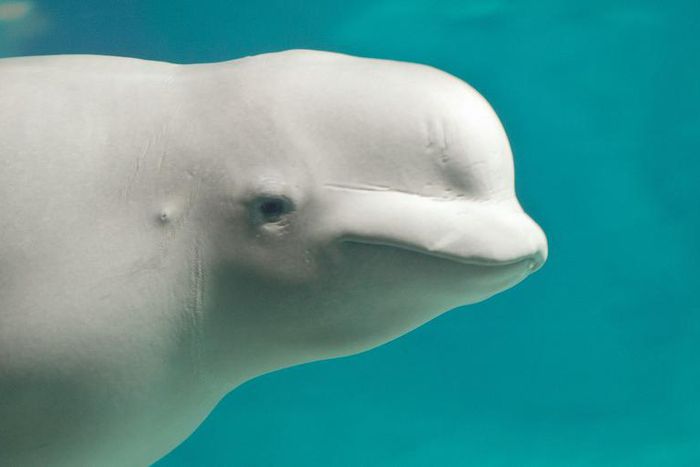 Dr. Pimple Popper Removes 'Whale' Pilar Cyst