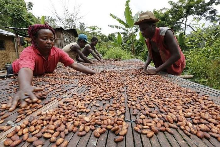 People work with cocoa beans in Enchi, in a file photo. Picture taken June 17, 2014.  REUTERS/Thierry Gouegnon