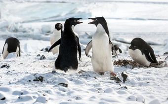 'Penguins' review: A nature documentary veers into fairy tale