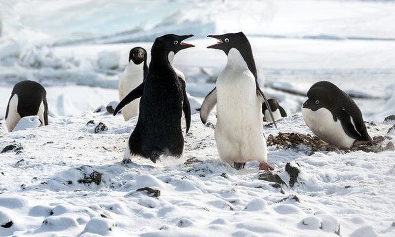 'Penguins' review: A nature documentary veers into fairy tale