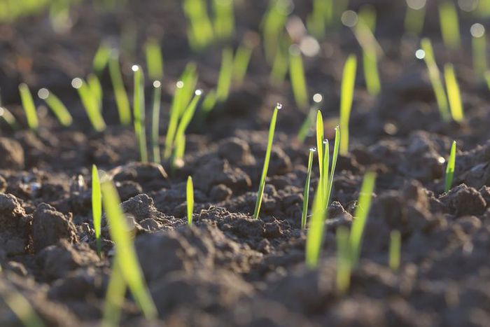 Watch Dr. Pimple Popper Pop These Solar Comedones