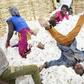 Dyed in the wool: Cotton supports a quarter of the population of Mali, which has retaken the title of Africa's cotton champion