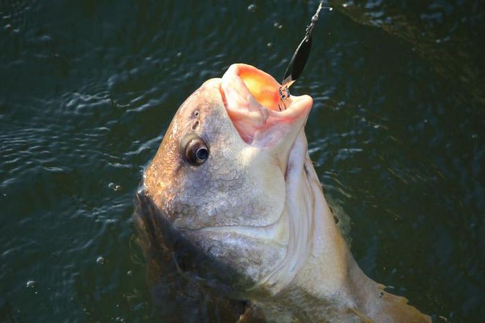 Watch Dr. Pimple Popper 'Fish' for a Pilar Cyst