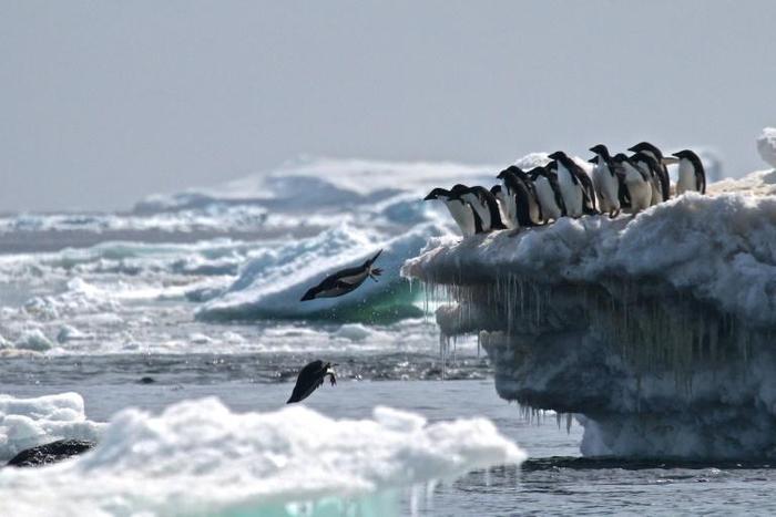 Braving bitter temperatures, the researchers waded through fields of animal waste -- not to mention hordes of clamoring elephant seals and gentoo, chinstrap, and Adelie penguins -- to examine the surrounding soils and plants
