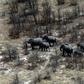 Botswana said it was overturning a 2014 ban introduced to reverse a decline in the elephant population with ruling party lawmakers claiming wild animal numbers have become unmanageable
