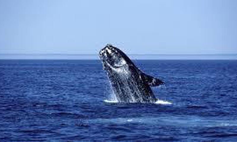 Where did the right whales go?