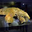 The frozen carcass of a female mammoth on display in Yokohama a few years ago.