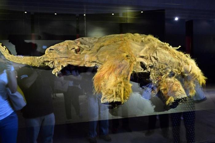 The frozen carcass of a female mammoth on display in Yokohama a few years ago.
