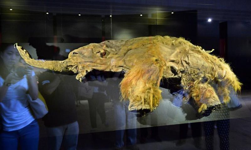 The frozen carcass of a female mammoth on display in Yokohama a few years ago.