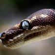 Civil serpent: The education department employee said a snake had snaffled the money