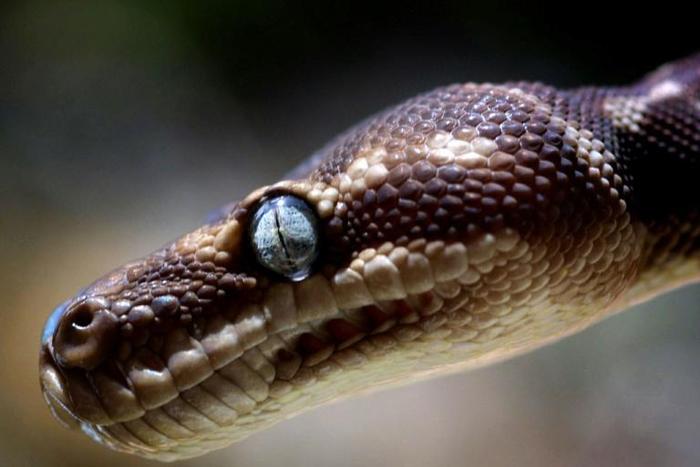 Civil serpent: The education department employee said a snake had snaffled the money