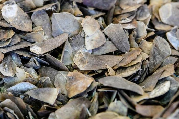 Pangolin scales are used in traditional Chinese medicine but have no scientifically proven benefits