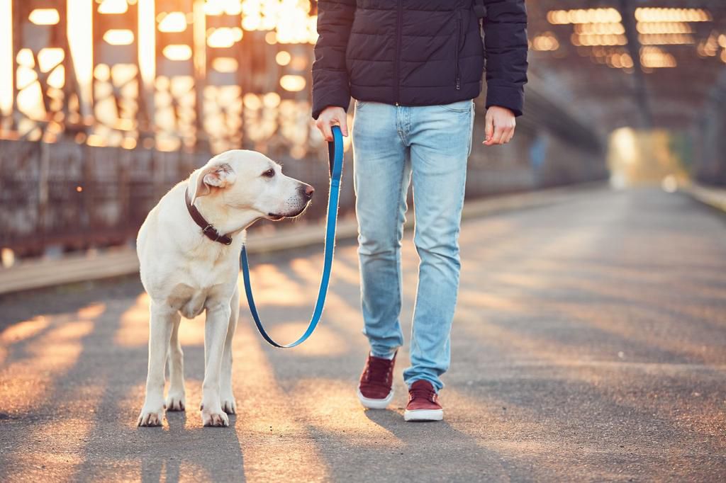 Walking to lose weight