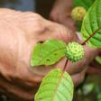 The sweltering backwaters of Indonesian Borneo have become the unlikely ground zero for the global production and export of kratom, a tree leaf hailed by some as a miracle cure for everything from opioid addiction to anxiety