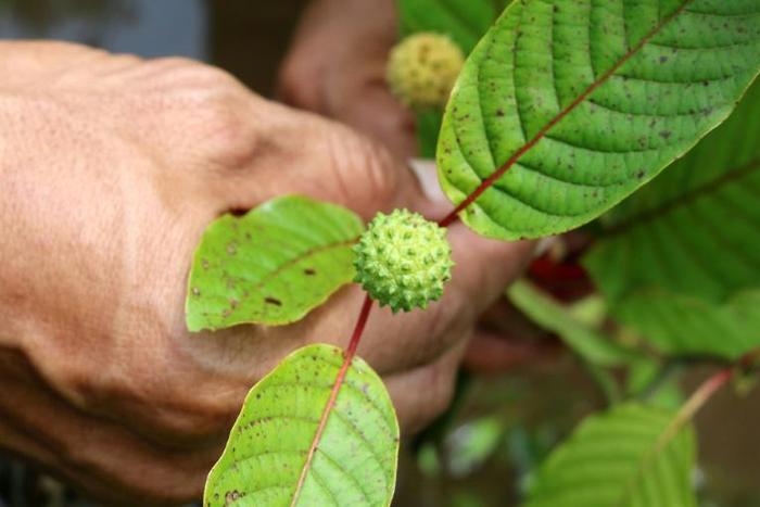 The sweltering backwaters of Indonesian Borneo have become the unlikely ground zero for the global production and export of kratom, a tree leaf hailed by some as a miracle cure for everything from opioid addiction to anxiety