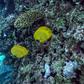 Fish swimming off the coral rich coast of Egypt's Red Sea resort of Hurghada