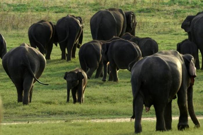 Up to a million species face extinction, many within decades, according to a draft UN report to be vetting in Paris this week