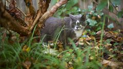 Look What the Cat Dragged In: Parasites