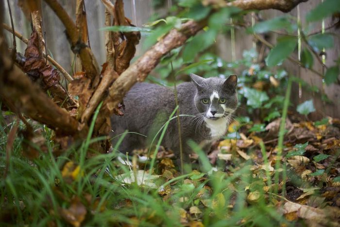 Look What the Cat Dragged In: Parasites