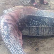 Dead Leatherback turtle