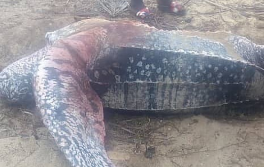 Dead Leatherback turtle