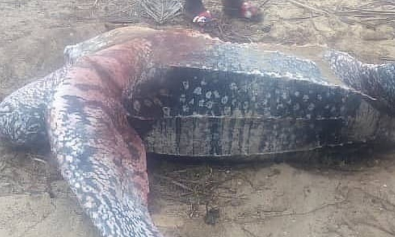 Dead Leatherback turtle