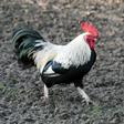 A woman on a French island has been summoned to court after a complaint about her rooster's early-morning crowing