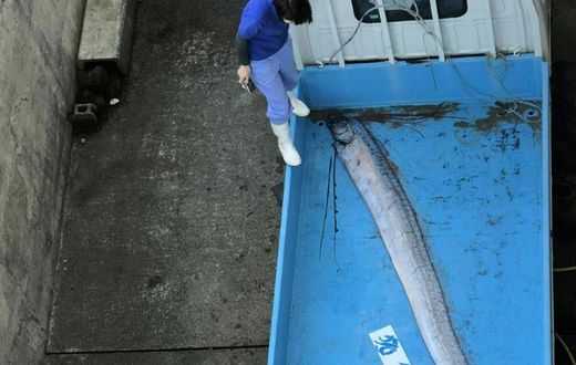 Oarfish live between 200 and 1,000 metres below the surface of the Pacific and the Indian Oceans and their serpentine bodies with red fins give them a dragon-like appearance