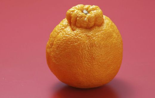 Don't Be The Last To Know What A Sumo Orange Is