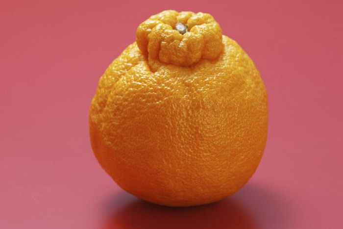 Don't Be The Last To Know What A Sumo Orange Is