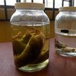 Samples of rodents that spread Lassa fever - a cousin of Ebola - are displayed at the Institute of Lassa Fever Research and Control in Irrua, Nigeria