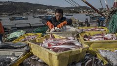 The World Is Losing Fish to Eat as Oceans Warm, Study Finds