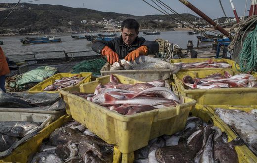 The World Is Losing Fish to Eat as Oceans Warm, Study Finds