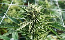 Cannabis plant