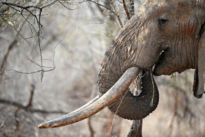 Poaching is devastating African elephants -- numbers have fallen by 110,000 over the past decade to 415,000, say conservationists