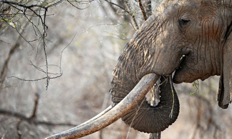 Poaching is devastating African elephants -- numbers have fallen by 110,000 over the past decade to 415,000, say conservationists