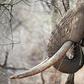 Poaching is devastating African elephants -- numbers have fallen by 110,000 over the past decade to 415,000, say conservationists