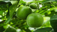 Beyond the Sugar Bowl: 6 natural sweeteners that are better for you