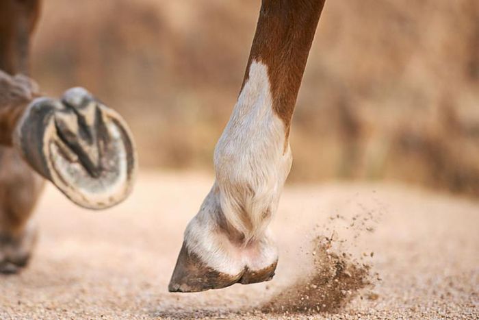 Dr. Pimple Popper Just Removed A 'Horse Hoof' Cyst