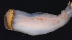 This creature eats stone, sand comes out the other end